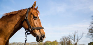 Referral Veterinary Services