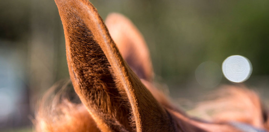 Equine metabolic syndrome