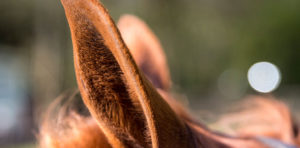 Equine metabolic syndrome