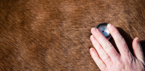 Equine Respiratory Endoscopy & Gastroscopy