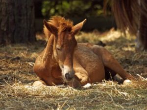 baby horse sitting