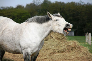 choke white horse