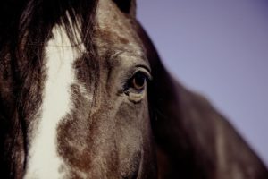 horse face