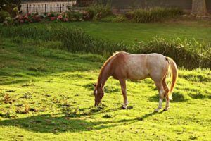 horse grazing in paddock