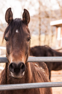 horse head