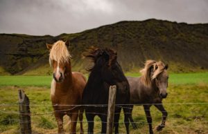 horses in paddock