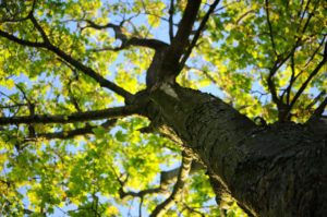 Green tree
