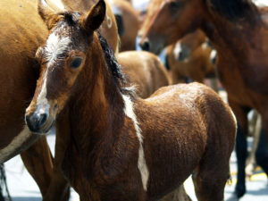 foal baby