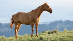 Brown horse