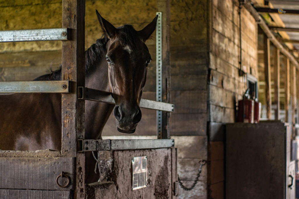 horse in stable