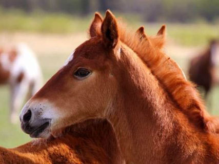 baby horses