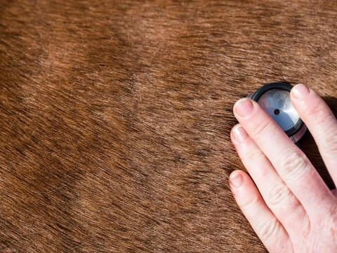 Equine Respiratory Endoscopy & Gastroscopy