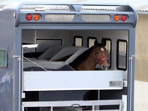Equine Export 2 Final Equine Export 2 Final
